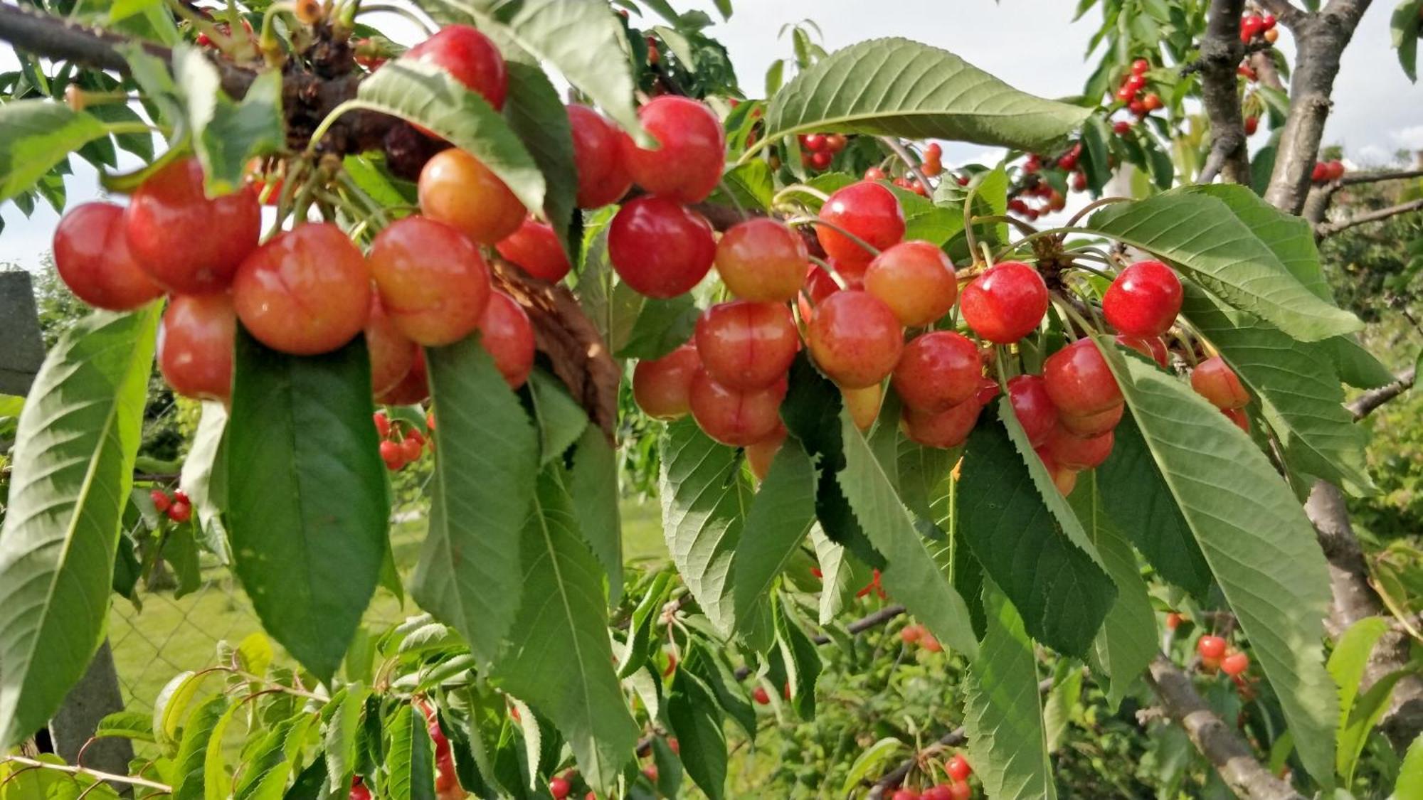 Öregház vendégház Lakhegy Esterno foto