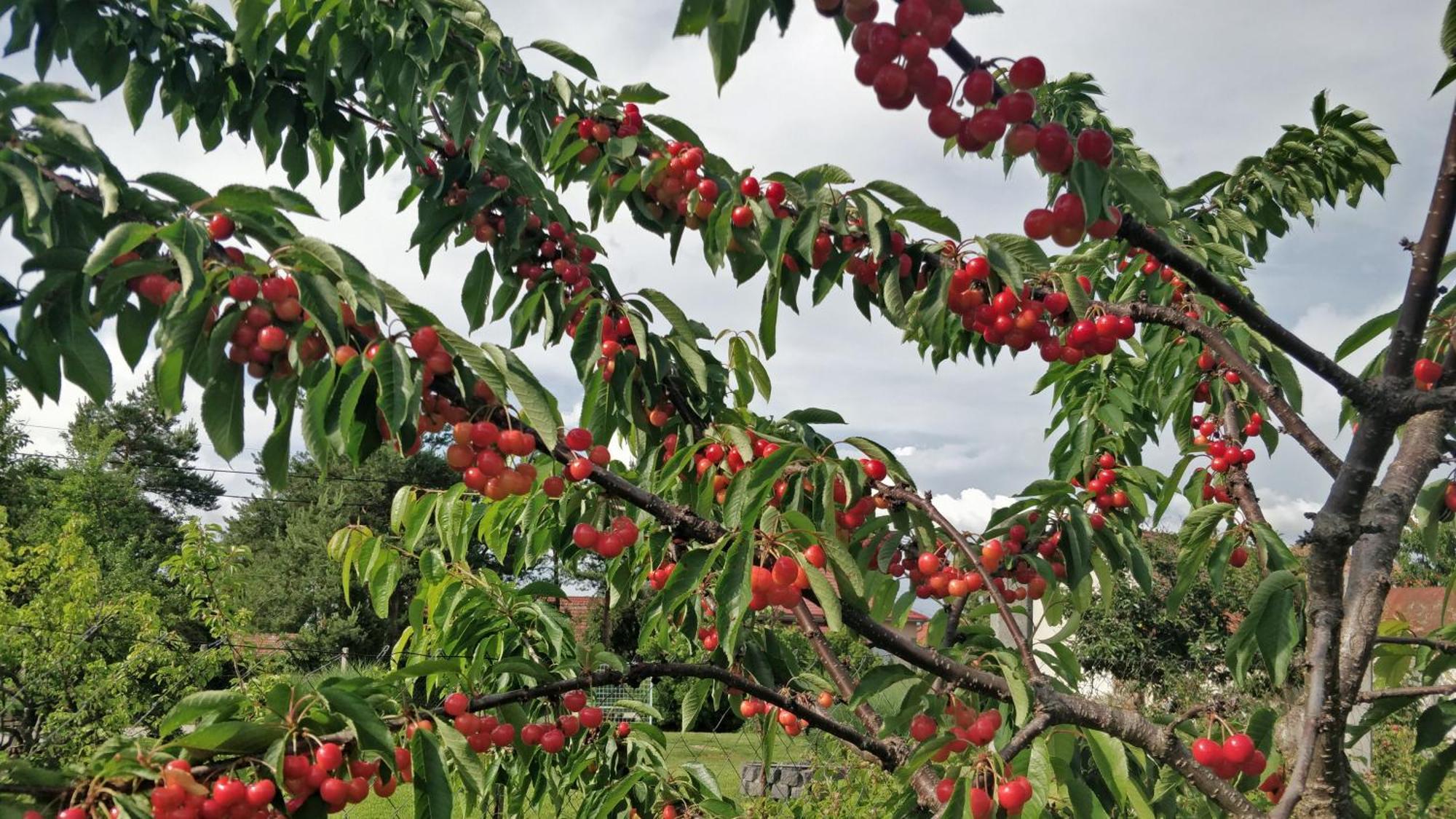 Öregház vendégház Lakhegy Esterno foto